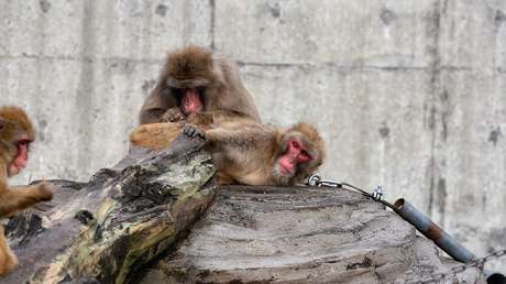 "Potencialmente peligroso": Una colonia de macacos infectados de herpes B se extiende por el este de EE.UU.