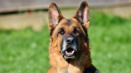 Dos perros salvan a una mujer al detectar que tenía cáncer
