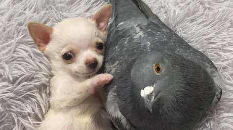 La paloma Herman se hace amiga del chihuahua Lundy: su tierna relación conmueve a la Red