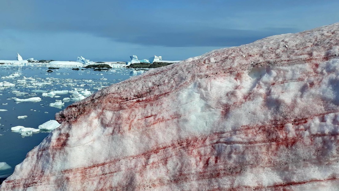 FOTOS: El hielo alrededor de una base antártica se cubre de "nieve de frambuesa"