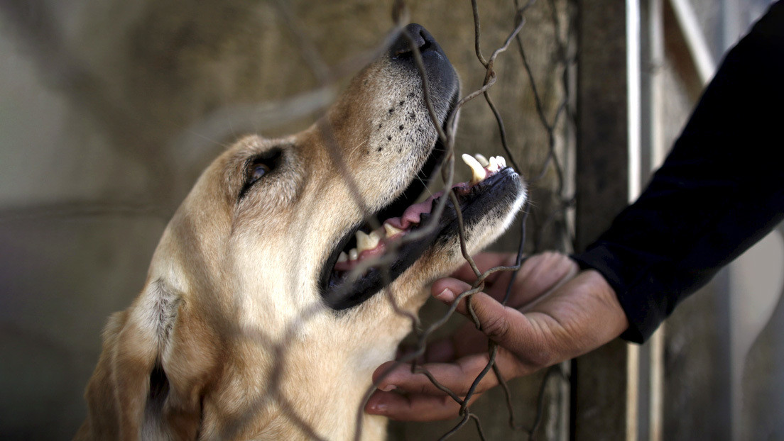 Senado de México presentará iniciativa para castigar con prisión a quien abandone a sus mascotas