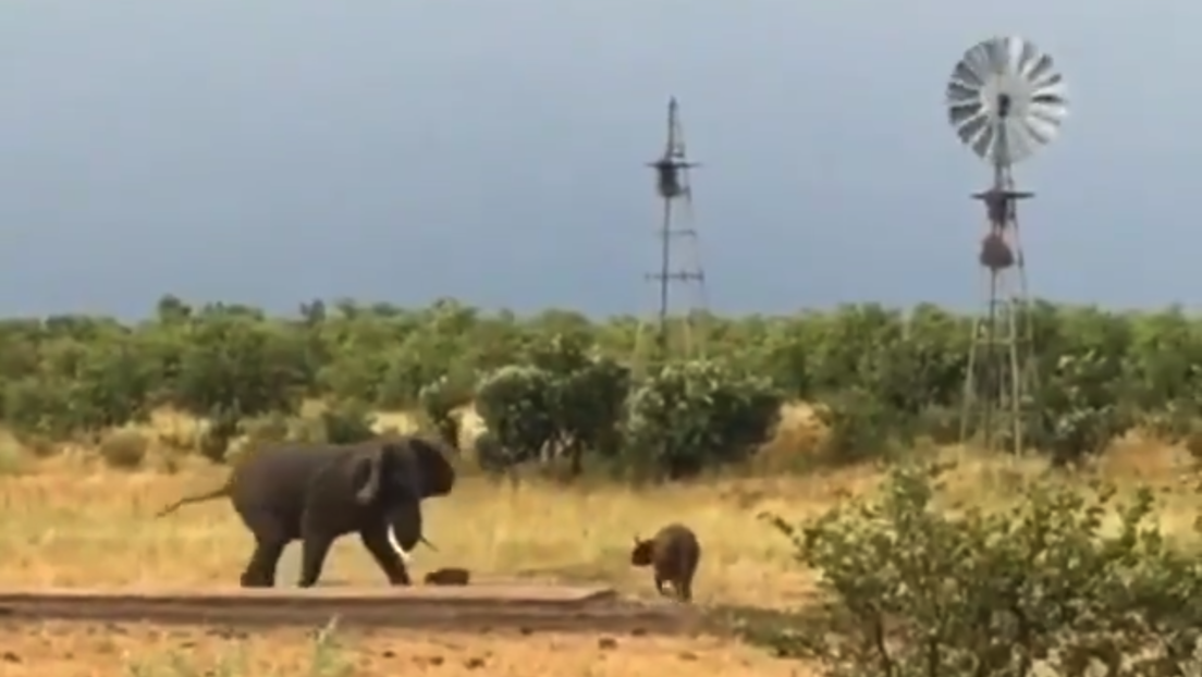 VIDEO: Una pequeña cría de búfalo pone en fuga a un gigantesco elefante