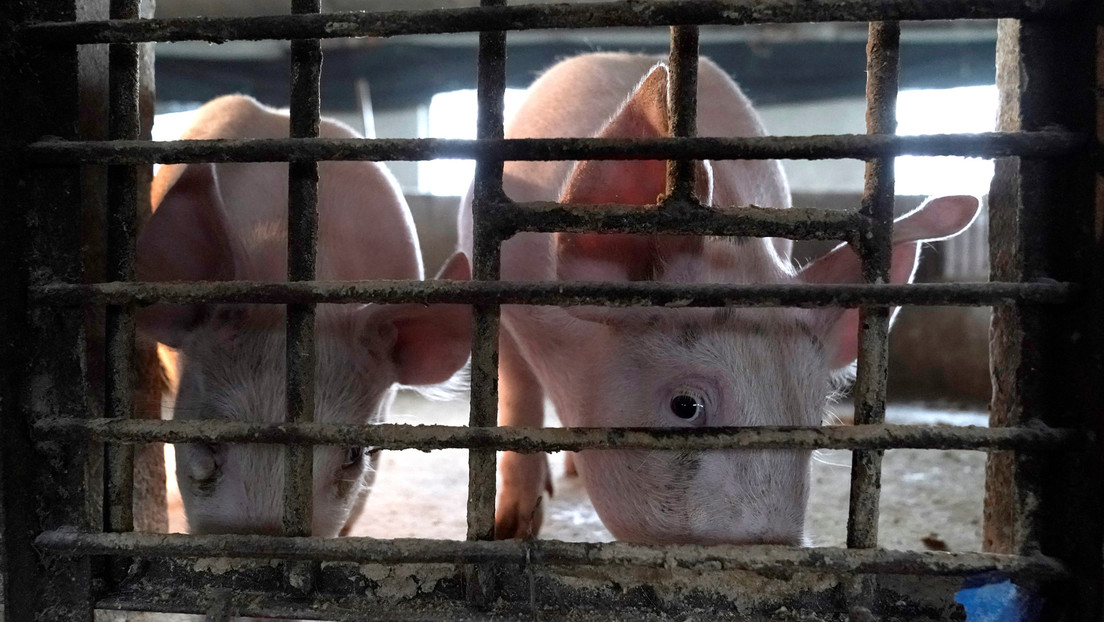 Reuters: Antes del coronavirus China enfrentó la crisis de peste porcina africana manejándola en secreto