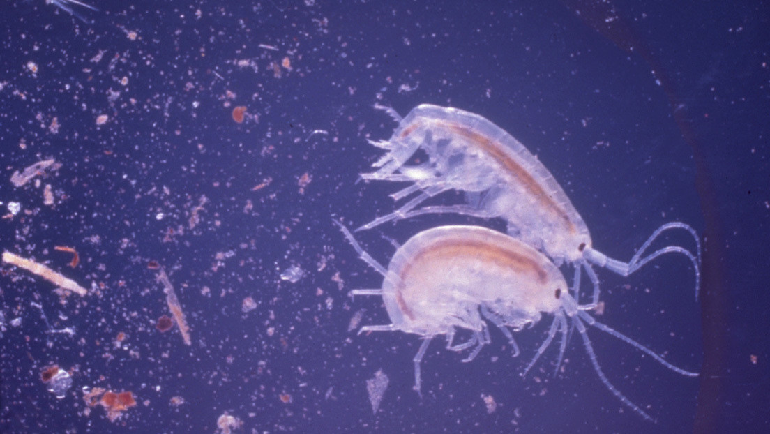 Hallan plástico en una nueva especie marina detectada en el lugar más profundo de la Tierra