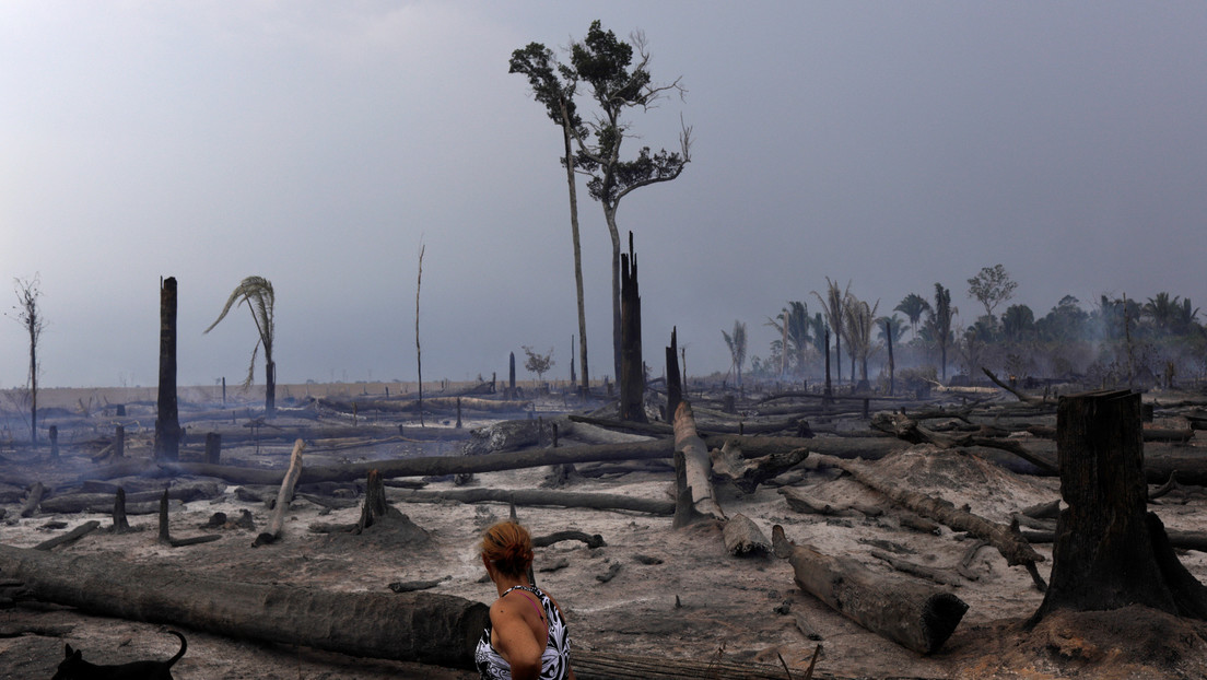 Los bosques tropicales de la Amazonia y África pierden su capacidad para absorber dióxido de carbono
