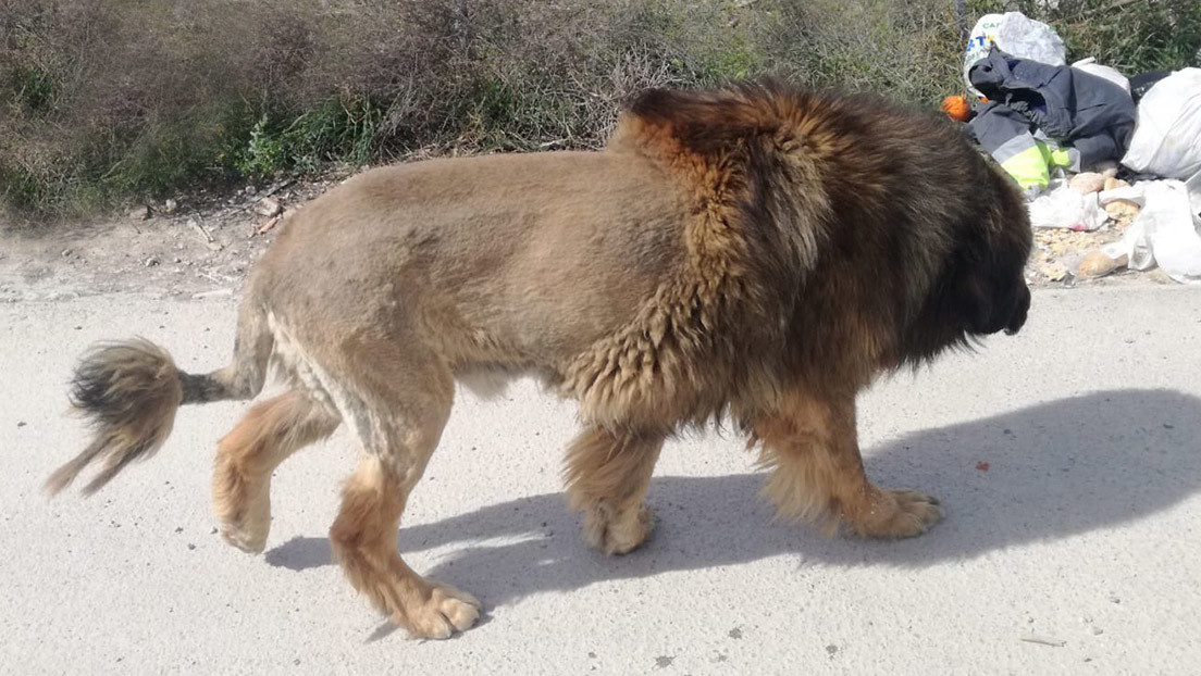 Alertan por la presencia en España de un león que resulta ser lo que no esperaban (FOTO)