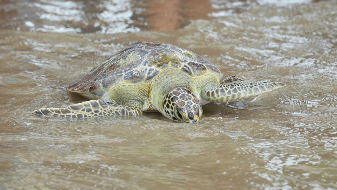 La basura de las playas argentinas amenaza a las tortugas marinas: ¿cómo se rehabilitan tras ingerir plástico?