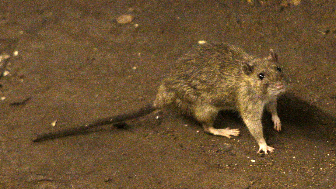 Un estudio sugiere que ratas y humanos experimentaron mutaciones similares como resultado de coexistir en las ciudades