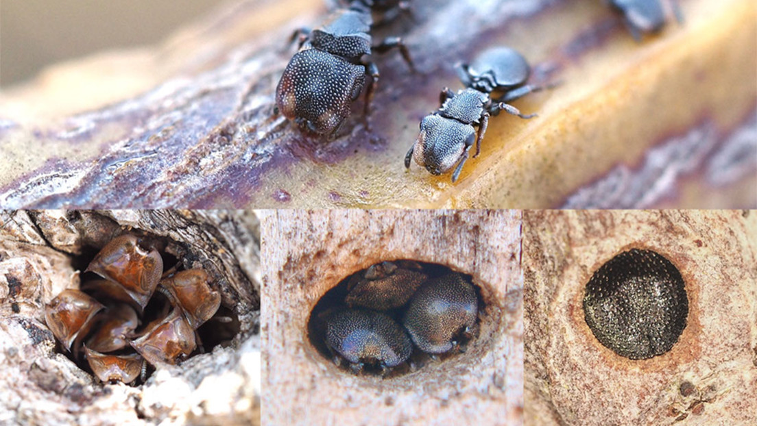 Las cabezas de las hormigas tortuga demuestran que la evolución puede ser reversible