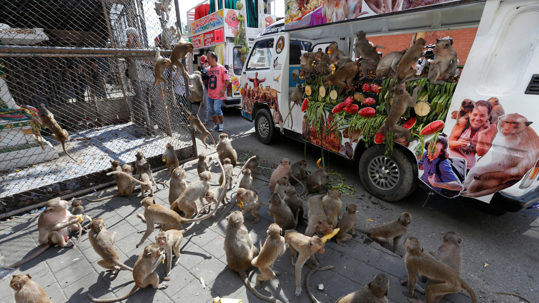 VIDEO: Cientos de monos causan caos en calles de Tailandia peleando por comida luego que el coronavirus frenara el turismo en ese país