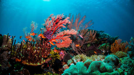 Gran Barrera de Coral / Imagen ilustrativa