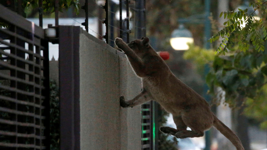Capturan a un segundo puma salvaje en medio de la cuarentena de Santiago de Chile (VIDEO, FOTOS)