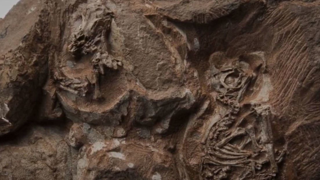 VIDEO: Reconstruyen en 3D el cráneo de uno de los embriones de dinosaurio más antiguos del planeta