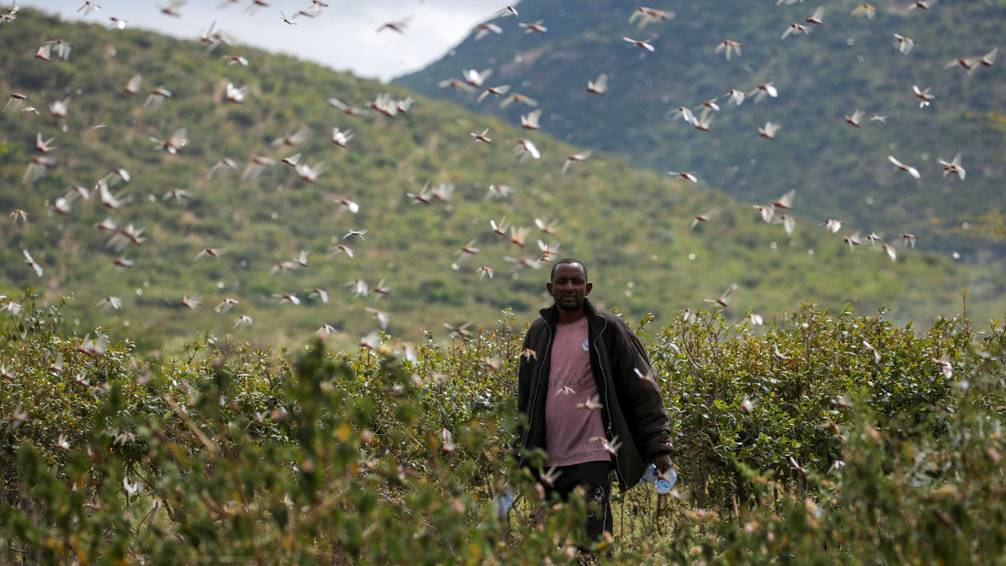 Una plaga de langostas destruye las tierras de cultivo en este país africano amenazando con una crisis alimentaria (FOTOS)