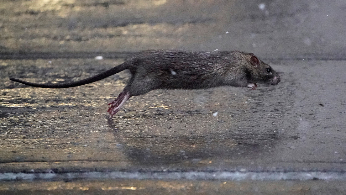 FOTOS, VIDEO: Ratas hambrientas salen a las calles en EE.UU. mientras se vaticina escasez de comida para los humanos