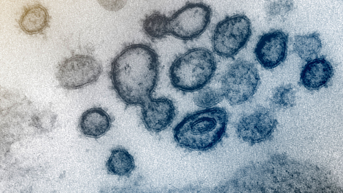 Cómo intenta el cuerpo humano salvarnos del nuevo coronavirus