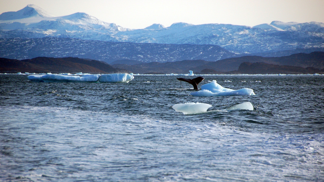 "No habrá marcha atrás": Advierten de alteraciones en el Ártico que pueden afectar seriamente a la Tierra