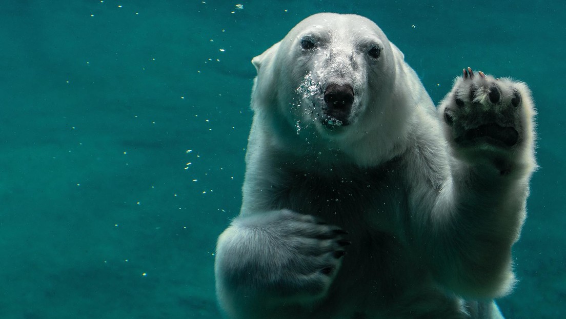 Un oso polar mata a una hembra en un zoológico de Rusia