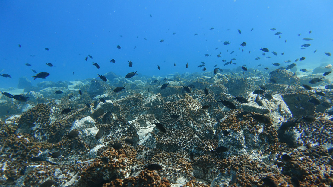 Científicos descubren la concentración más alta de microplásticos en el fondo marino
