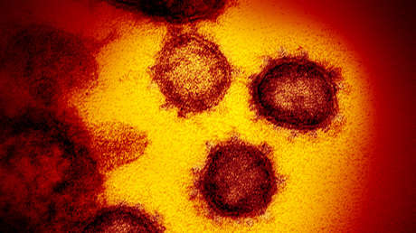 Desde el cerebro hasta los dedos de los pies: así puede extenderse y matar el coronavirus