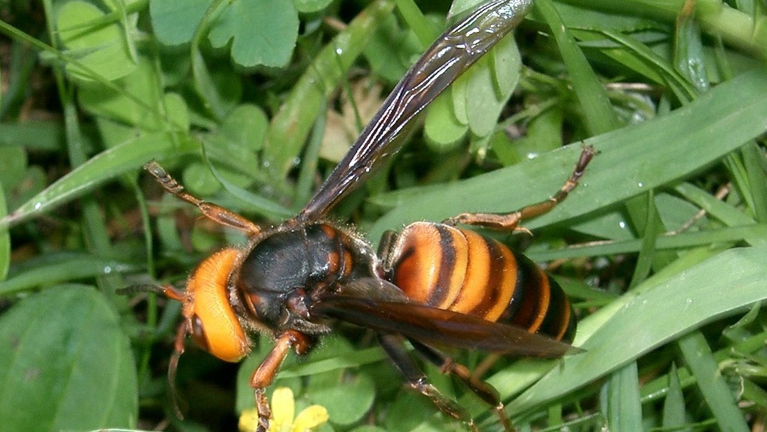 Encuentran por primera vez en EE.UU. avispones asiáticos 'asesinos', que acaban con colonias de abejas en horas