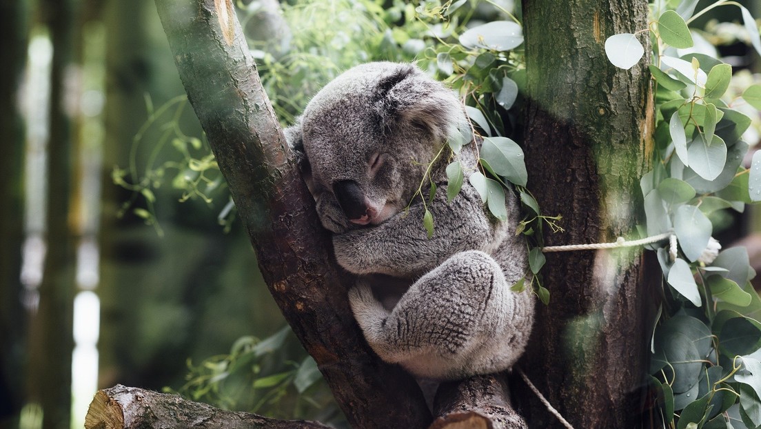 VIDEO: Resuelven el misterio de cómo los koalas toman agua de los árboles