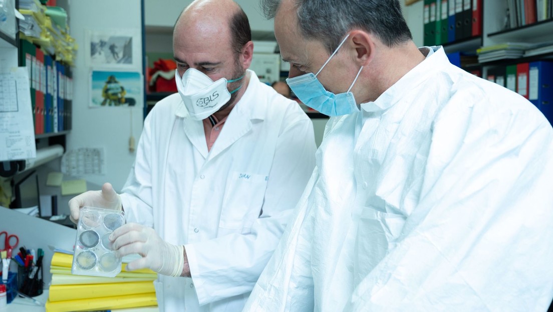 Investigadores españoles comienzan a probar una vacuna contra el coronavirus en animales