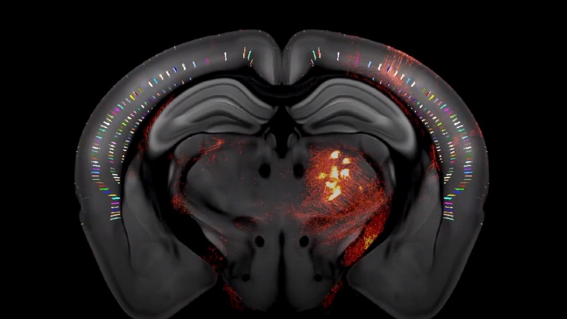 Mapean en 3D un cerebro de ratón y lo muestran en un video con todo lujo de detalle