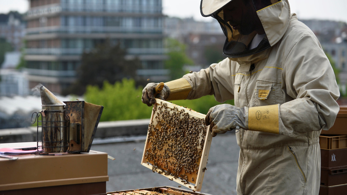 La Unión Europea planea reducir a la mitad el uso de pesticidas en 10 años para proteger a las abejas