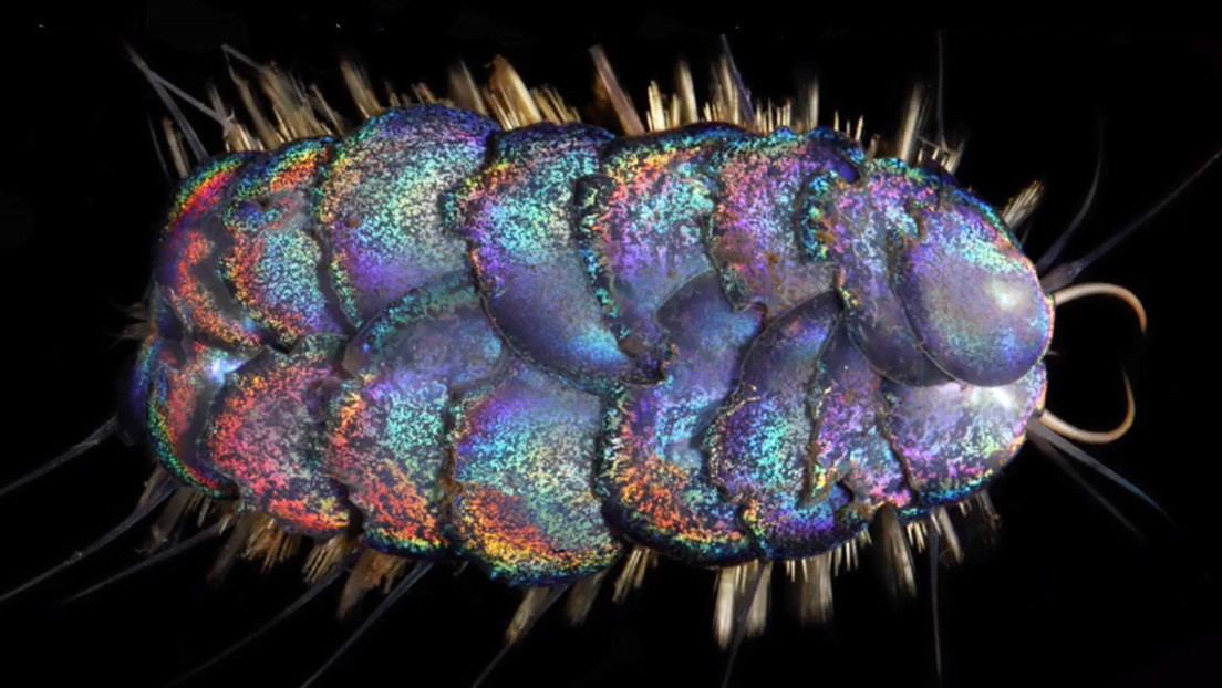 VIDEO: Descubren cuatro nuevos gusanos de vivos colores que habitan en las profundidades del océano