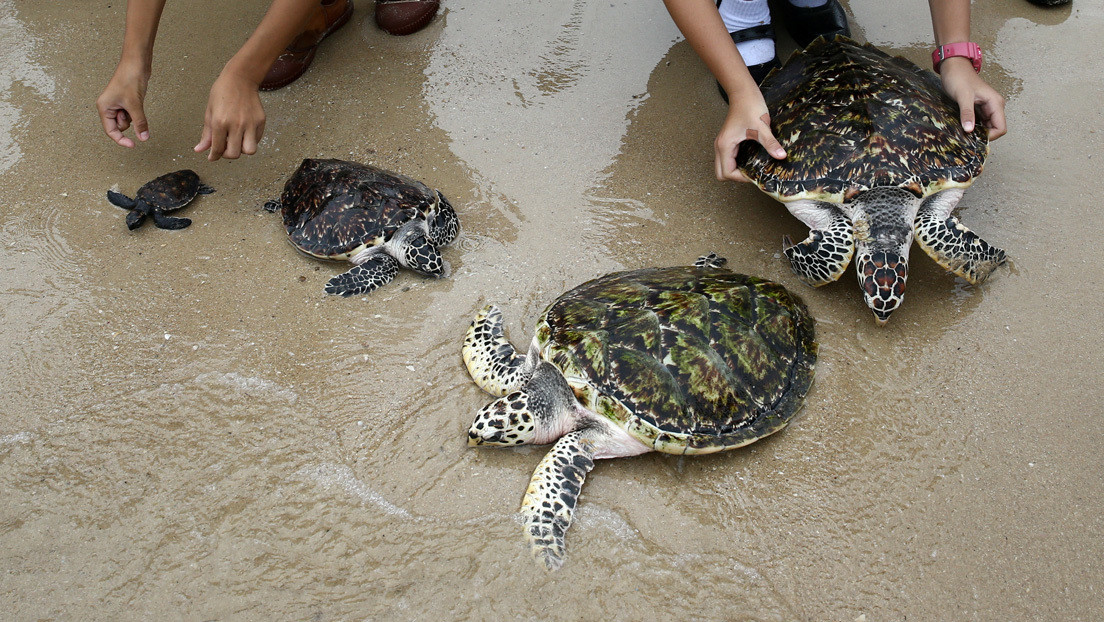Congela 107 tortugas en peligro de extinción y recibe una dura condena de 13 años