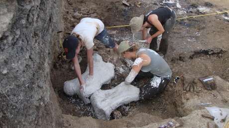 FOTO: Descubren fósiles de perezosos terrestres gigantes de hace unos 20.000 años del tamaño de elefantes en Ecuador