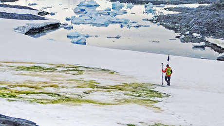 La nieve de la Antártida se vuelve verde por los efectos del cambio climático