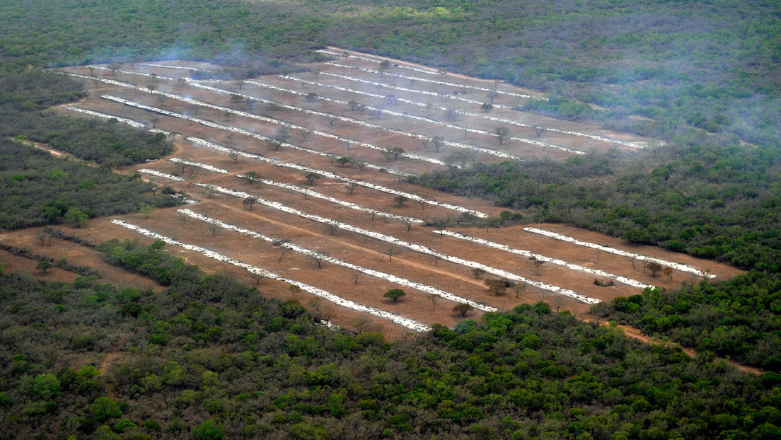 La deforestación de Argentina durante la pandemia y una promesa de resistencia indígena: "Pondremos nuestro cuerpo para frenarla"
