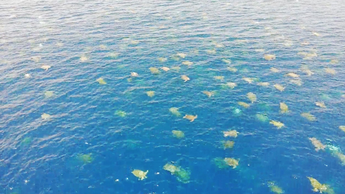 VIDEO: 60.000 tortugas marinas se dirigen a una isla de Australia para desovar