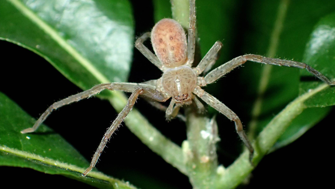 Dan el nombre de Greta Thunberg a un nuevo grupo de arañas de Madagascar