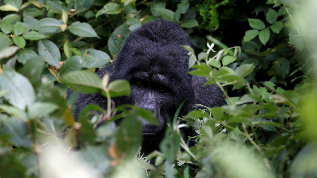 Cazadores furtivos matan a uno de los gorilas más famosos de África
