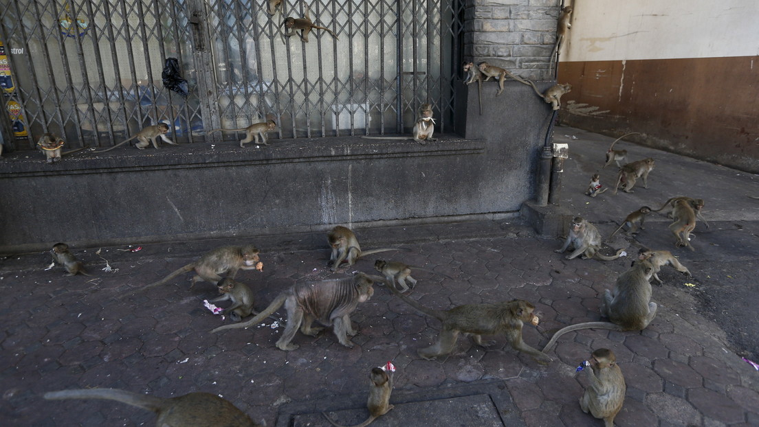 Tailandia: Esterilizarán a 500 monos que se volvieron agresivos ante la falta de turistas que los alimenten