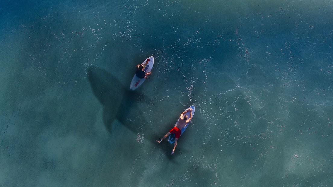 VIDEO: Un gran tiburón blanco acecha a surfistas desprevenidos