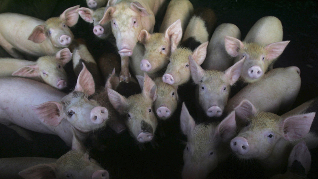 Una nueva cepa de gripe porcina con el potencial de convertirse en pandemia, descubierta en China