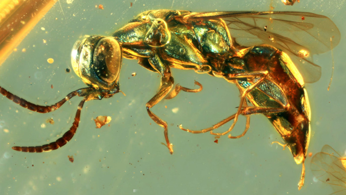 FOTOS: Identifican los colores reales de insectos que habitaron la tierra hace 99 millones de años