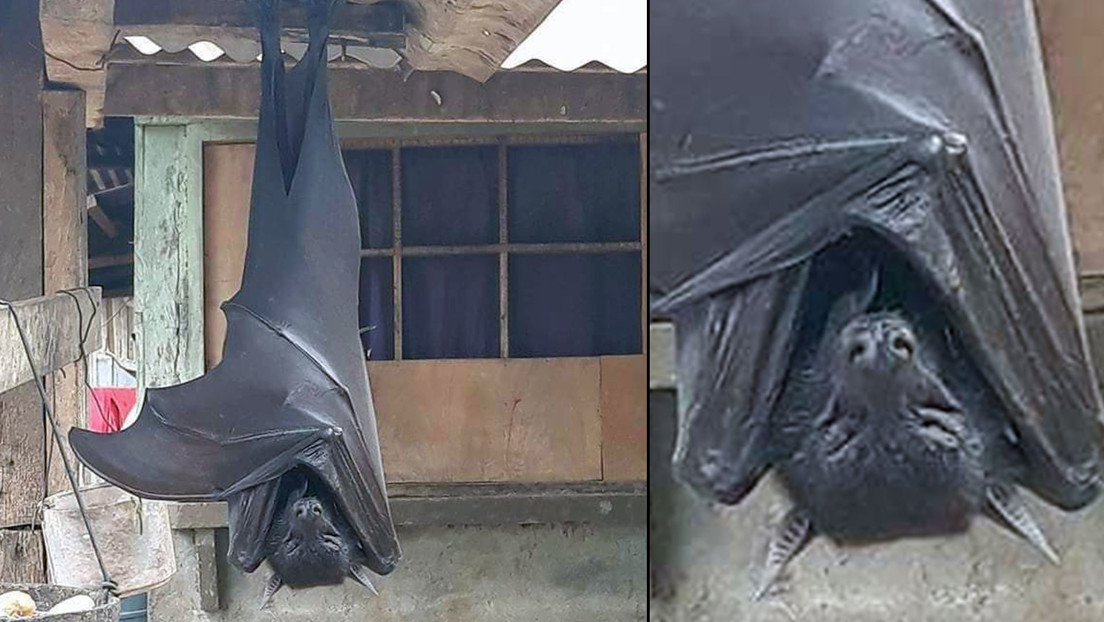 FOTO: Se viraliza la imagen de un murciélago "de tamaño humano" encontrado en Filipinas