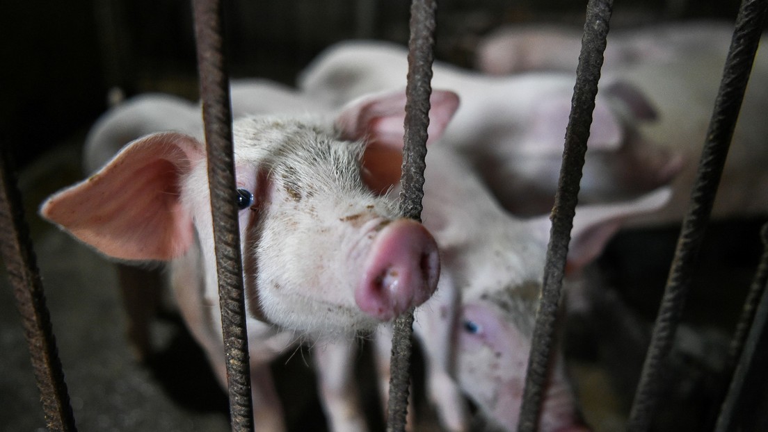 China asegura que la cepa de gripe porcina descrita en un reciente estudio no es nueva y no infecta fácilmente a los humanos