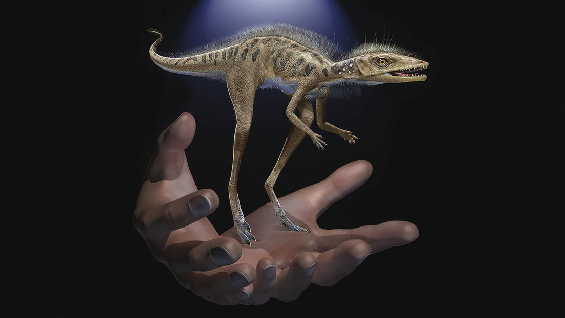 Descubren un ancestro de los dinosaurios del tamaño de la palma de una mano