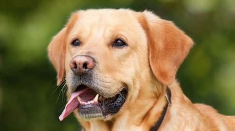 Una perrita camina más de 90 kilómetros para volver a la casa donde vivía antes