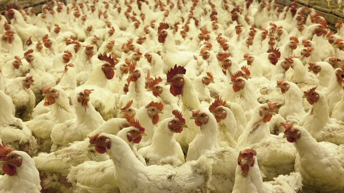 Australia: Gripe aviar contagiosa para humanos afecta a dos granjas de Victoria en plena segunda ola de covid-19