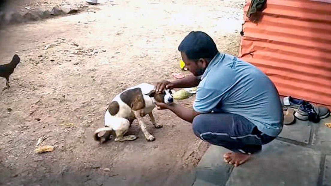 VIDEO: Rescatistas salvan una perra cubierta de alquitrán