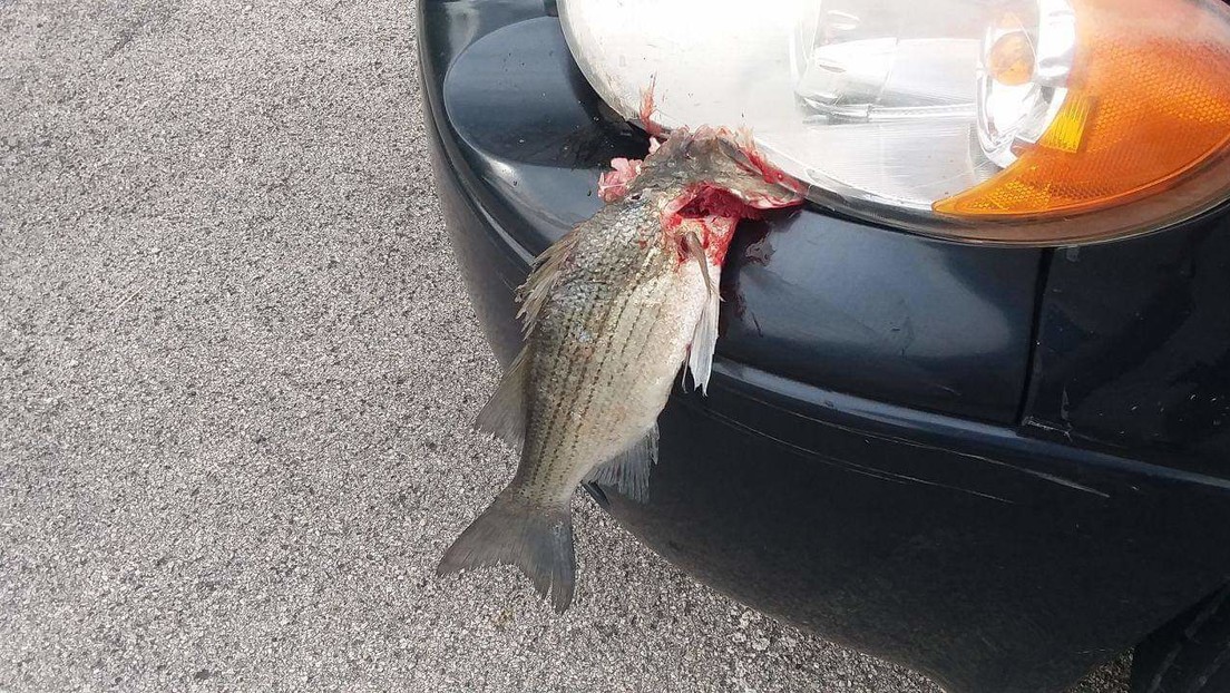 FOTO: Un pez cae del cielo y se estrella contra un coche en marcha