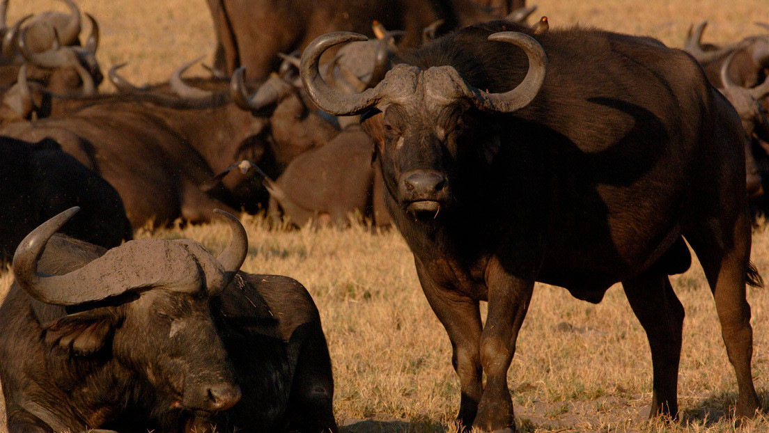 VIDEO: Una manada de búfalos ahuyenta a dos leones que los atacan