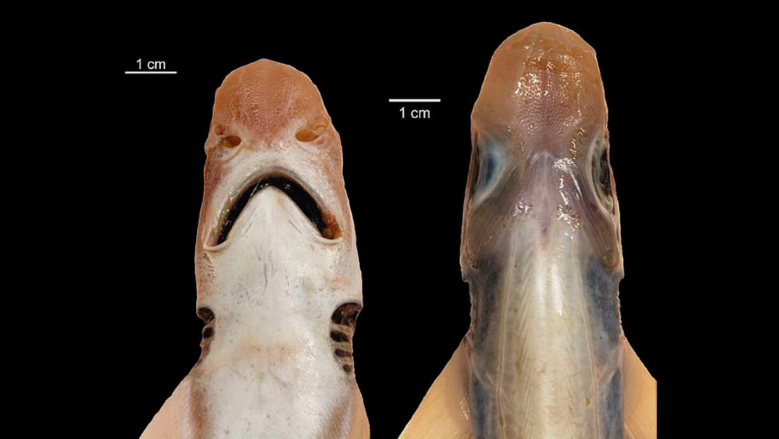 Capturan en el Mediterráneo un raro tiburón sin piel y sin dientes